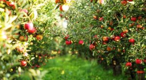Picture of a Ripe Apples in Orchard ready for harvesting,Morning shot