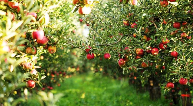 Picture of a Ripe Apples in Orchard ready for harvesting,Morning shot