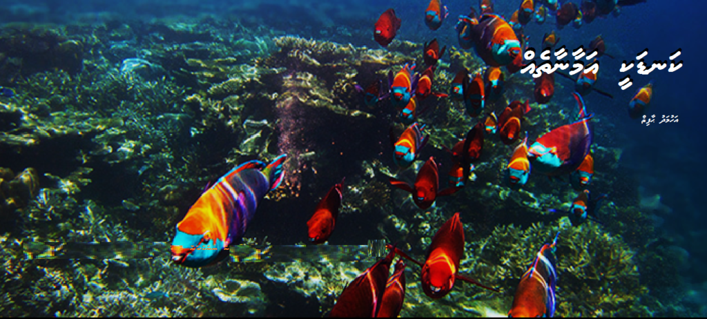 Kandakee amaanaatheh Pic