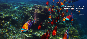 Kandakee amaanaatheh Pic