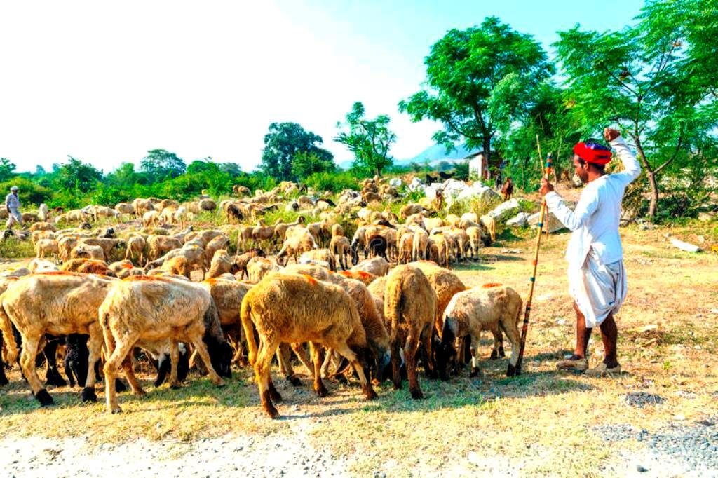 Goats fenvaru online